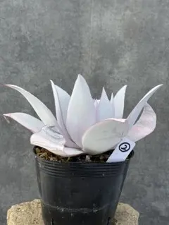 ②エケベリア/ カンテ Echeveria/cante 実生 多肉 鉢ごと発送