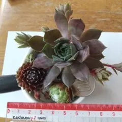 2026年最新】多肉植物 センペルビウムセットの人気アイテム - メルカリ