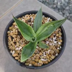 2025年最新】オバティフォリア キラーの人気アイテム - メルカリ