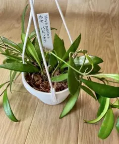 2025年最新】サクララン ホヤの人気アイテム - メルカリ