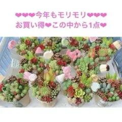 ❤︎多肉植物セダム系❤︎カット苗❤︎チマ寄せ植え♥カップ土入り❤︎ランダムして❤︎のサムネイル
