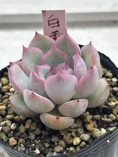 105 多肉植物 雪つぼみ ミックスベリア おらいさん抜き苗 - メルカリ