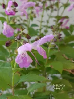 umechorin様 リクエスト 2点 まとめ商品