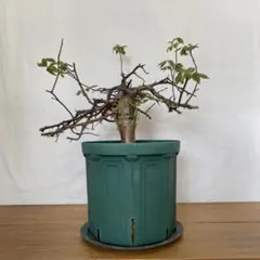 コミフォラ エミニー 7号スリットポットセット 2025年最新】コミフォラ エミニーの人気アイテム - メルカリ