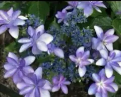 o*3様 紫陽花　挿し木苗　ダンスパーティー