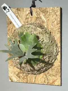 2025年最新】totoro ビカクシダの人気アイテム - メルカリ