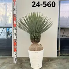 2025年最新】ロストラータ ブルーの人気アイテム - メルカリ