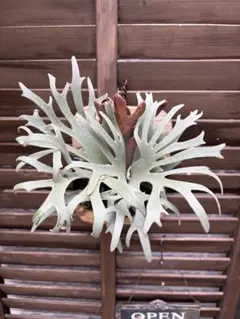 ビカクシダ Platycerium willinckii 子株3つ ビカクシダ Platycerium willinckii 子株3つ - メルカリ