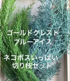 ゴールドクレスト＆ブルーアイス 切り枝セット ネコポスいっぱい　無農薬