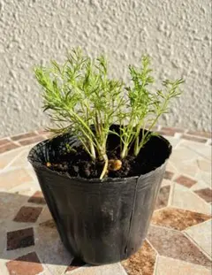 chanmiho様 リクエスト 2点 まとめ商品