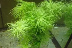 ブリクサショートリーフ 3株 水中葉 無農薬 無害虫 - メルカリ