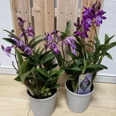 2026年最新】キンギアナムの人気アイテム - メルカリ