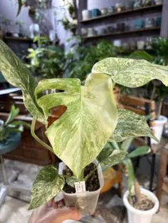 u*1様 モンステラ デビルモンスター ミントチップ Monstera DVM6