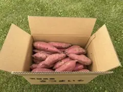 茨城県産紅はるかMサイズ60キロ　じゅん様専用品