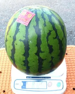大玉スイカ羅王ザスイート 特大サイズ2玉入り - メルカリ