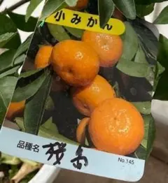 2026年最新】桜島小みかん苗木の人気アイテム - メルカリ