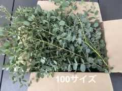 ユーカリ銀世界(無農薬)80size. メルカリ便 - メルカリ