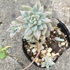 のんのん様 リクエスト 2点 まとめ商品