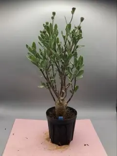 2025年最新】オトンナ ロバタの人気アイテム - メルカリ