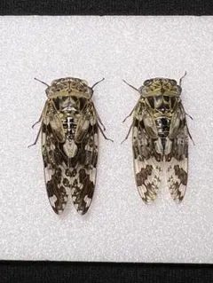 ajkkmmy8様 リクエスト 3点 まとめ商品