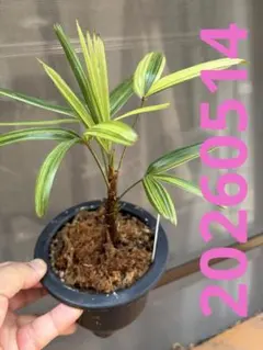 観音竹 斑入り カンノンチク ヤシ 開運 縁起 浄化 観葉植物 ② - メルカリ