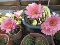つぼみ付き】多肉植物 花サボテン 河岸 - メルカリ