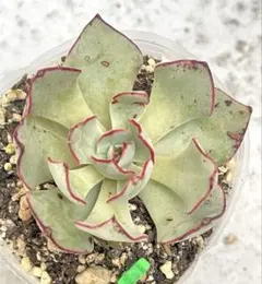 緑　ストリクチフローラノヴァ　多肉植物