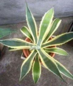 2025年最新】バターフィンガー アガベの人気アイテム - メルカリ