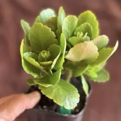 makayari様専用　カランコエ赤苗① 1ポット