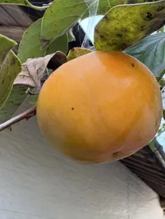 華子様専用ページです。お申し込みされて無い方のお買い上げはご遠慮願います。