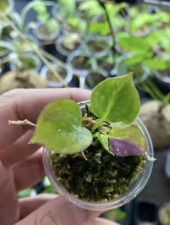 2025年最新】アンスリウム斑入りの人気アイテム - メルカリ