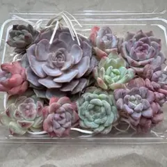 多肉植物 寄せ植えカット苗セット B