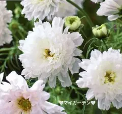 海様 リクエスト 3点 まとめ商品