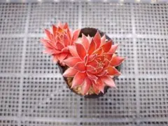 Sempervivum Casaのサムネイル
