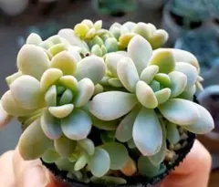 ぼのぼのさん苗3点セット※札なし※ ポットごとメルカリ便※バラ売り不可※ ぼのぼのさん苗3点セット※札なし※ ポットごとメルカリ便※バラ