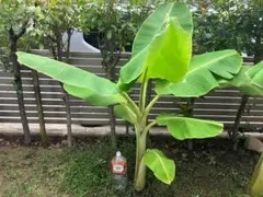 双子の兄　ドワーフナムワ バナナ苗7本 双子の兄様専用 ドワーフナムワ バナナ苗7本 - メルカリ