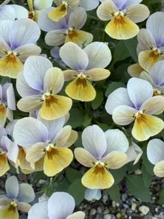 小輪ビオラ花の種20粒