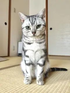 【sliart様】確認お願い用