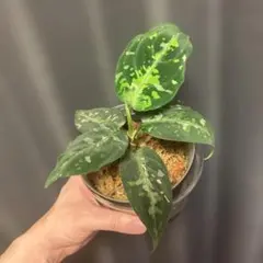 2026年最新】aglaonema pictumの人気アイテム - メルカリ