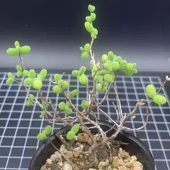 Y*I様 443. キャンディボール　抜き苗　ドロサンテマム