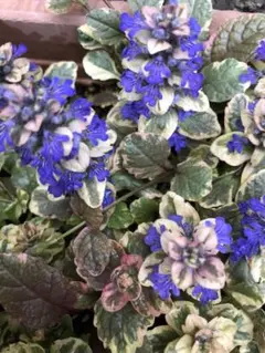 コットン　キャンディ *＊*．.・様 リクエスト 2点 まとめ商品