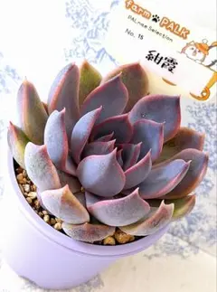 ywbk9983様 リクエスト 4点 まとめ商品