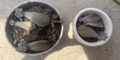多肉植物 食べるサプリ グラパラリーフ 葉挿し 大きめ7枚 ＋ おまけのサムネイル