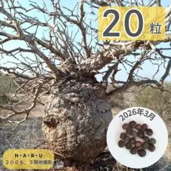 オペルクリカリアパキプス マダガスカル産 20粒の種子 塊根植物の王様のサムネイル