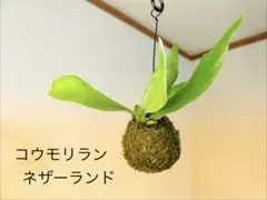 ゲリラセールー￼★コウモリラン　ネザーランドの苔玉ハンギング★まんまるかわいい★のサムネイル