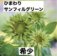 ❤️希少！ひまわりF1 サンフィル グリーン種 １０粒　【新着希少な高価な種です】