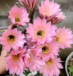 花サボテン カキコ 5個セット - メルカリ