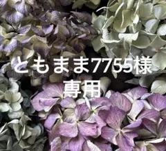 フレッシュ 針葉樹 と木の実のスワッグ クリスマス