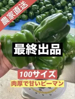 朝どれ新鮮✨産地直送✨高知県産ピーマン13キロ送料込み！安心安全の減