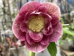 2026年最新】パープルベインの人気アイテム - メルカリ